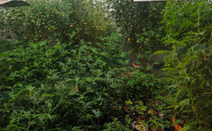 Foto: MUP KS / Zaplijenjena droga