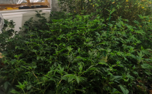 Foto: MUP KS / Zaplijenjena droga