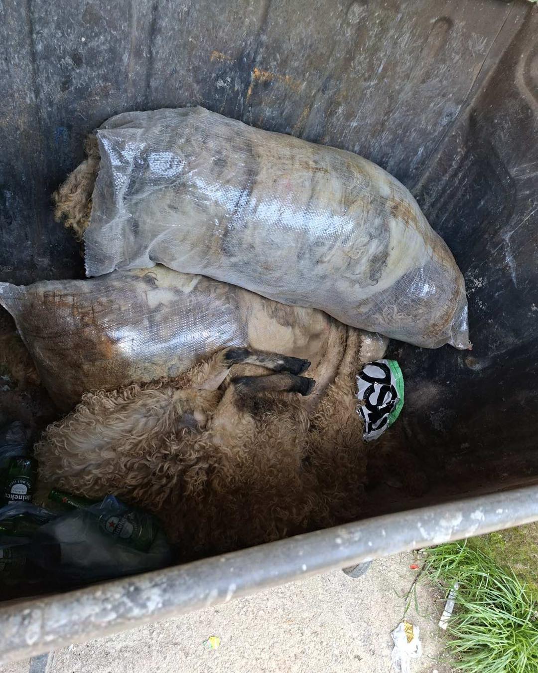 Nepravilno odlaganje animalnog otpada
