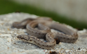 BHHU ATRA / Smeđa zmija