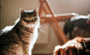 Foto: Pexels / Mačka i pas