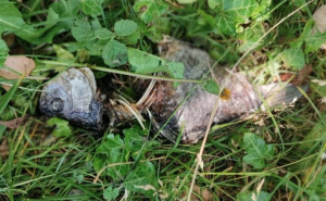 Foto: Hercegovina.info / Ekocid Trebišnjica