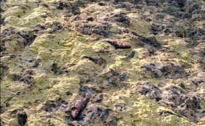 Foto: Hercegovina.info / Ekocid Trebišnjica