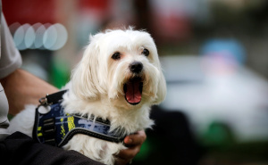 Foto: Anadolija / Zabranjeno šetati pse