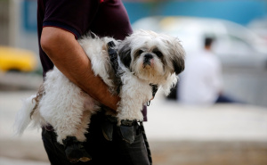 Foto: Anadolija / Zabranjeno šetati pse