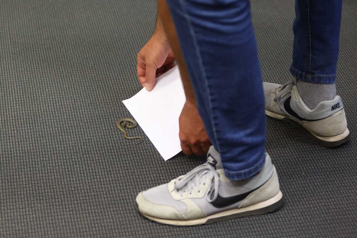 Zmija u sali uoči Doma naroda FBiH