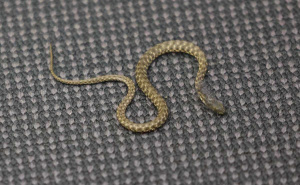 Foto: Dž. K. / Radiosarajevo.ba / Zmija u sali uoči Doma naroda FBiH