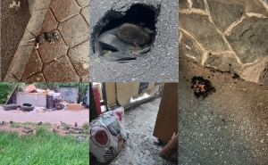 Foto: Čitatelji / Glodari, žohari i otpad u Sarajevu