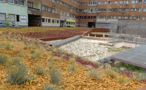 Foto: Press / Završeno hortikulturno uređenje Arheološkog parka Kalin-hadži Alijine džamije