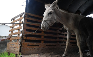 FOTO: AA / Trka magaraca