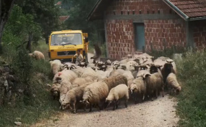 Foto: Printscreen / Facebook  / Novo stado ovaca