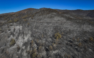 Foto: AA / Požari u Turskoj pod kontrolom