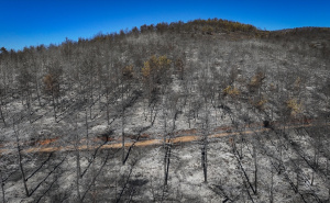 Foto: AA / Požari u Turskoj pod kontrolom