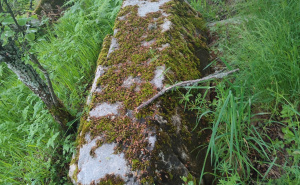 Foto: Bassania / Neevidentirane nekropole u Donjim Babinama