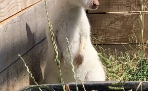 Foto: Facebook / Albino valabi kengur