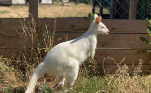 Foto: Facebook / Albino valabi kengur