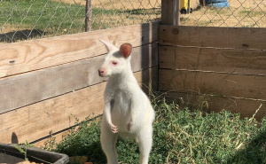 Foto: Facebook / Albino valabi kengur