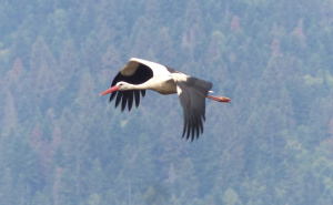 Foto: Birds of Sarajevo / Mlade rode u Hrasnici