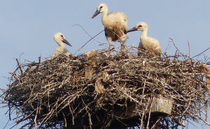 Foto: Birds of Sarajevo / Mlade rode u Hrasnici