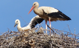 Foto: Birds of Sarajevo / Mlade rode u Hrasnici