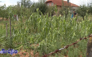Foto: eBrčko.net / Šteta nastala od nevremena u Brčkom