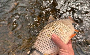 Foto: Facebook / Ogroman pomor ribe u rijeci Bosni