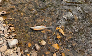 Foto: Facebook / Ogroman pomor ribe u rijeci Bosni