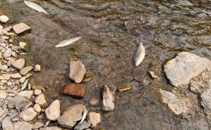 Foto: Facebook / Ogroman pomor ribe u rijeci Bosni