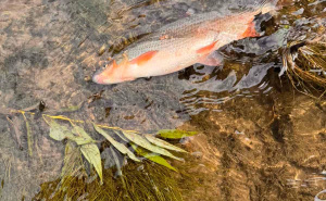 Foto: Facebook / Ogroman pomor ribe u rijeci Bosni
