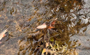 Foto: Facebook / Ogroman pomor ribe u rijeci Bosni