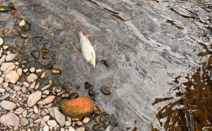 Foto: Facebook / Ogroman pomor ribe u rijeci Bosni