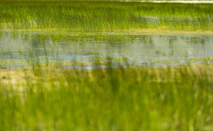Foto: AA / Park prirode Blidinje