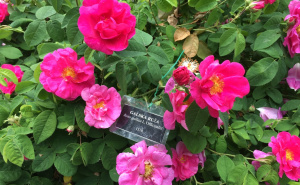 Foto: Ustupljena fotografija / Galska ruža u Zemaljskom muzeju BiH