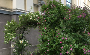 Foto: Ustupljena fotografija / Galska ruža u Zemaljskom muzeju BiH