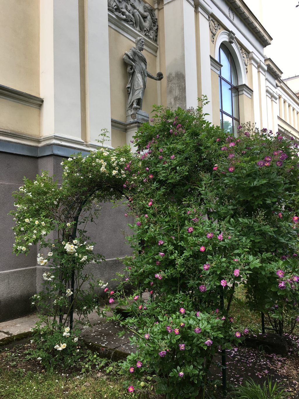 Galska ruža u Zemaljskom muzeju BiH