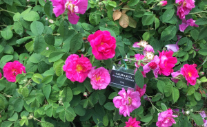 Foto: Ustupljena fotografija / Galska ruža u Zemaljskom muzeju BiH