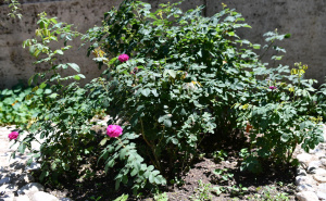 Foto: A. K. / Radiosarajevo.ba / Botanički vrt Zemaljskog muzeja BiH