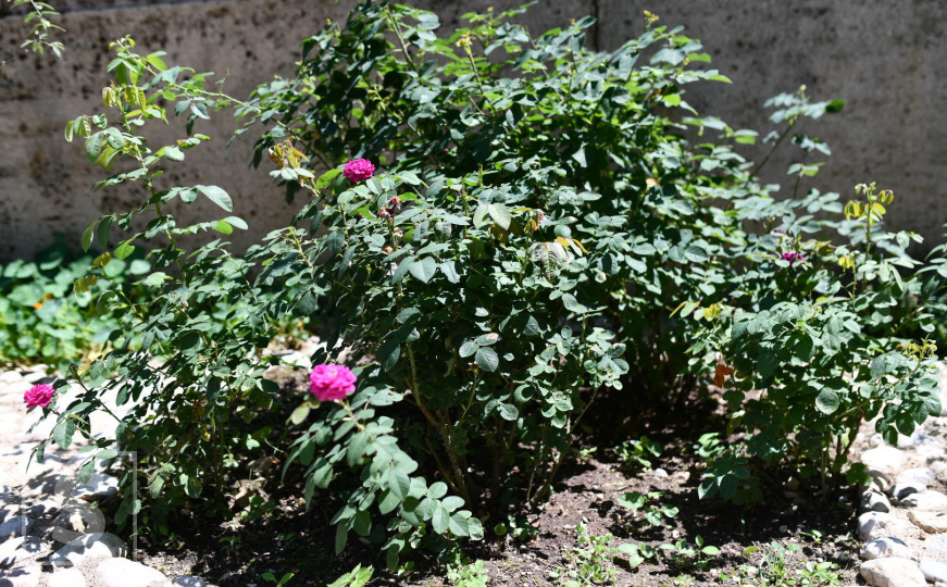 Botanički vrt Zemaljskog muzeja BiH