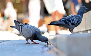 Foto: N. G. / Radiosarajevo.ba / Sarajevo u julu