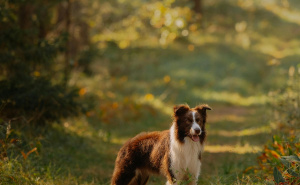 Foto: Pexels / Pas u šetnji