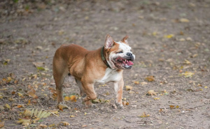 Foto: Pexels / Pas u šetnji