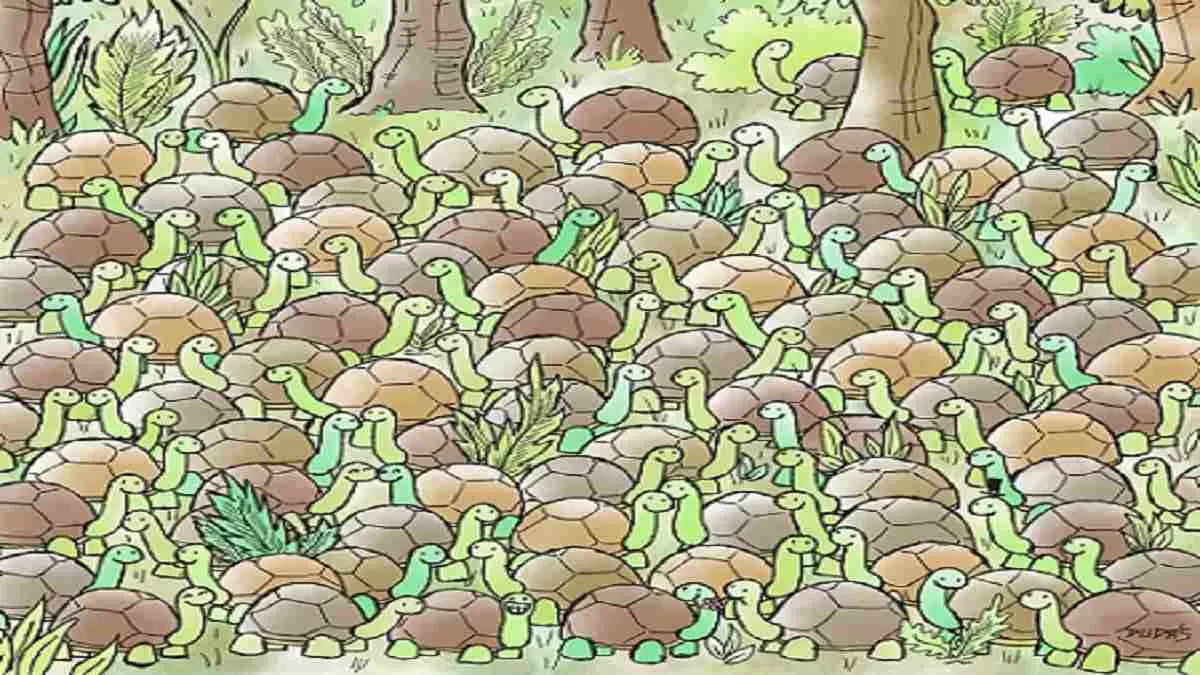 Pronađite zmiju među kornjačama