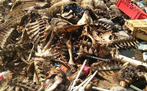 Foto: Hercegovina.info / Animalni otpad Stolac Bregava, Badanj