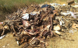 Foto: Hercegovina.info / Animalni otpad Stolac Bregava, Badanj