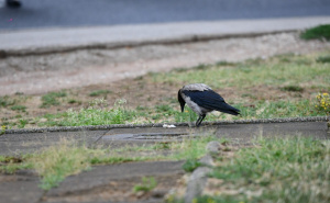Foto: A.K./Radiosarajevo.ba / Osvježenje stiglo u Sarajevo