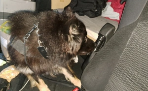 Foto: Carinska uprava Hrvatske / Zaplijenjena gotovina