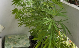 Foto: FUP / Pronađene stabljike marihuane