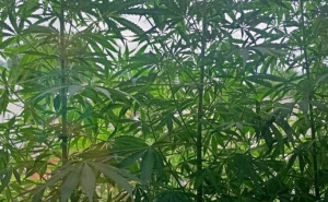 Foto: FUP / Pronađene stabljike marihuane