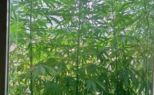 Foto: FUP / Pronađene stabljike marihuane