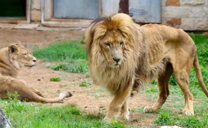 Foto: KJKP RAD / Lav u Pionirskoj